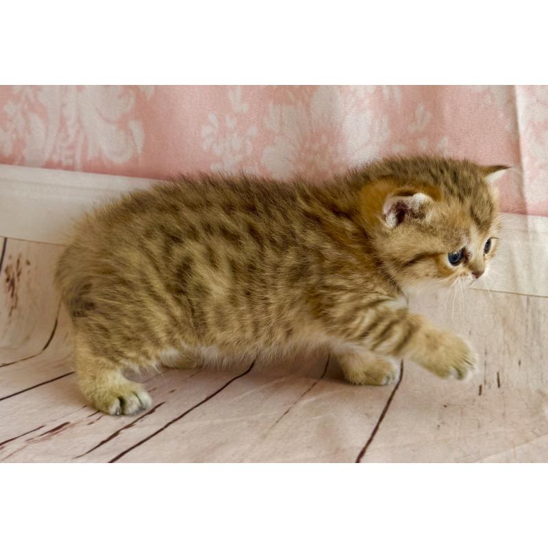 販売中の福岡県のスコティッシュフォールド-134635の9枚目