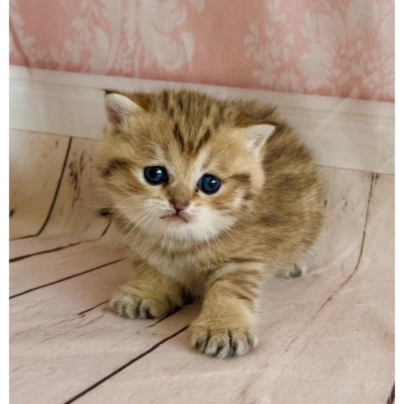 販売中の福岡県のスコティッシュフォールド-134635の8枚目