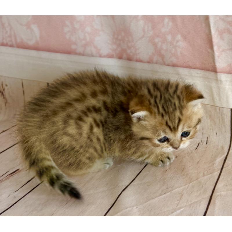 販売中の福岡県のスコティッシュフォールド-134635の7枚目