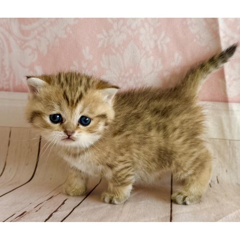 販売中の福岡県のスコティッシュフォールド-134635の6枚目