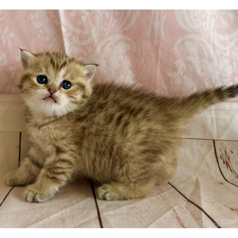 販売中の福岡県のスコティッシュフォールド-134635の5枚目