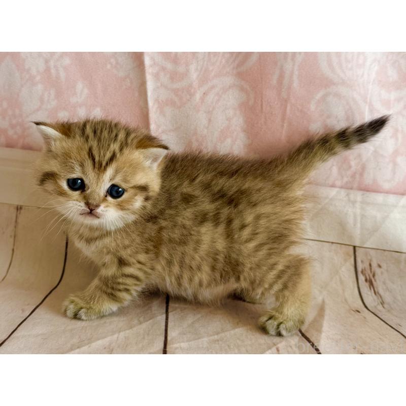 販売中の福岡県のスコティッシュフォールド-134635の4枚目