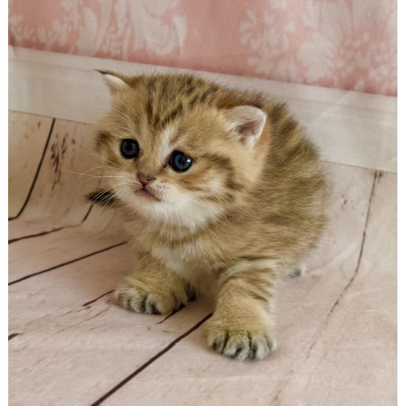 販売中の福岡県のスコティッシュフォールド-134635の3枚目