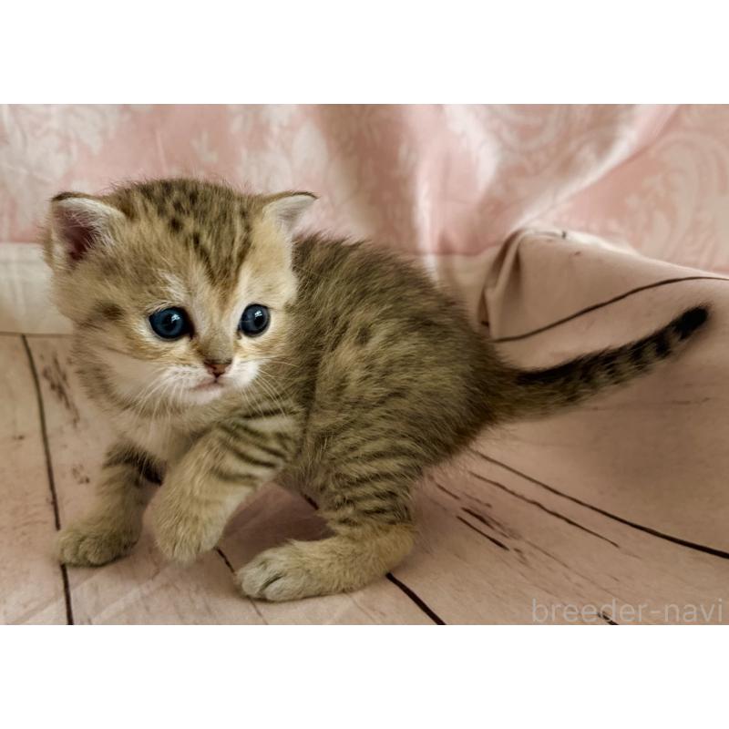 販売中の福岡県のスコティッシュフォールド-134636の6枚目