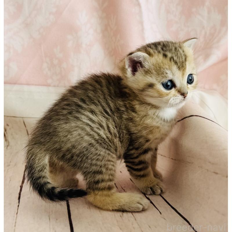 販売中の福岡県のスコティッシュフォールド-134636の5枚目