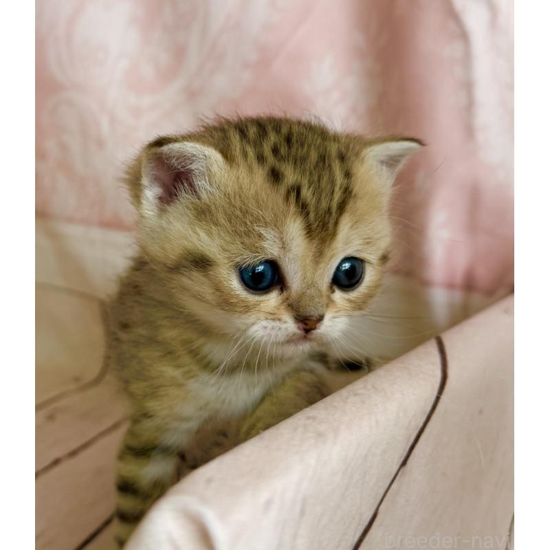 販売中の福岡県のスコティッシュフォールド-134636の4枚目