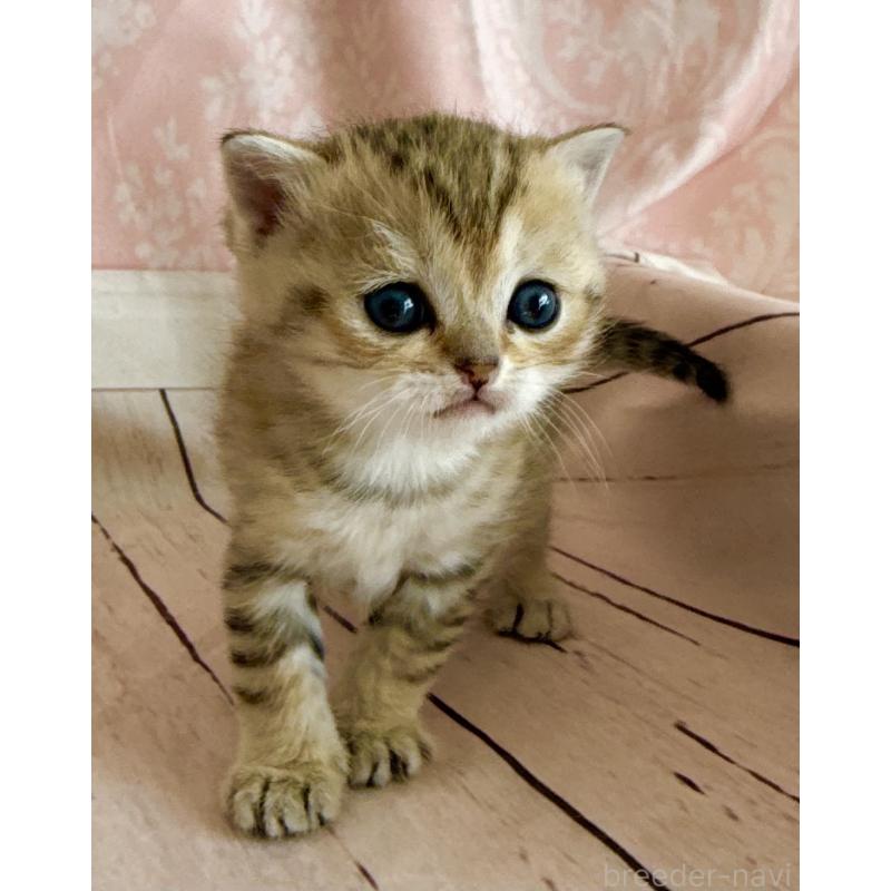 販売中の福岡県のスコティッシュフォールド-134636の3枚目