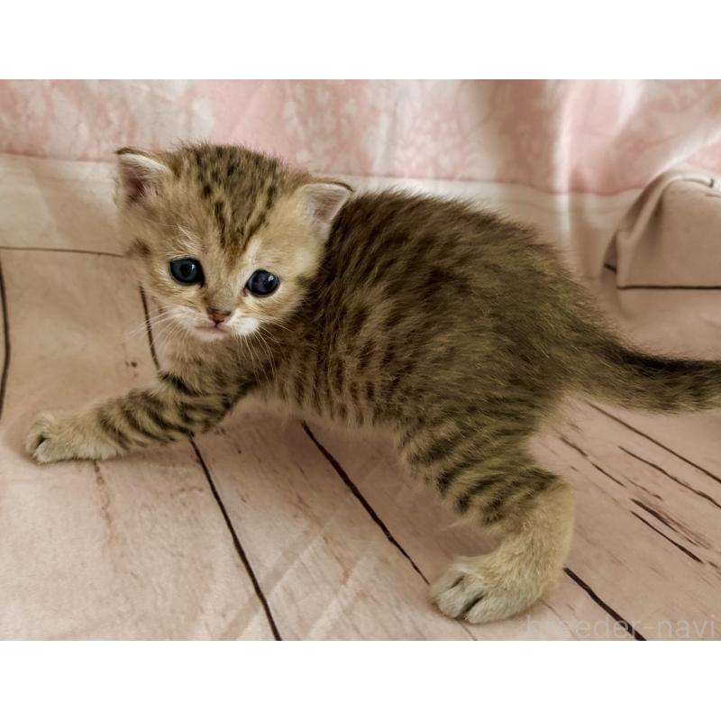 販売中の福岡県のスコティッシュフォールド-134636の2枚目