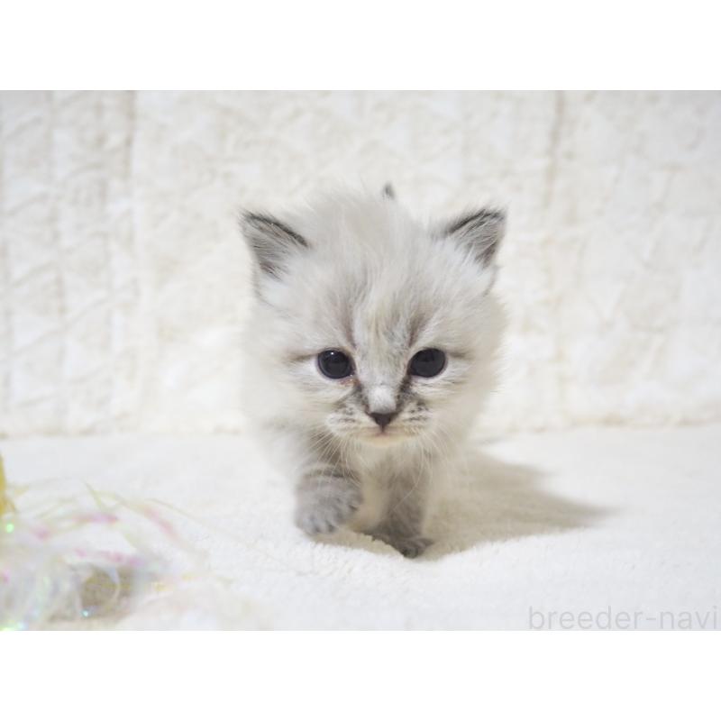 販売中の大阪府のサイベリアン-134637の10枚目