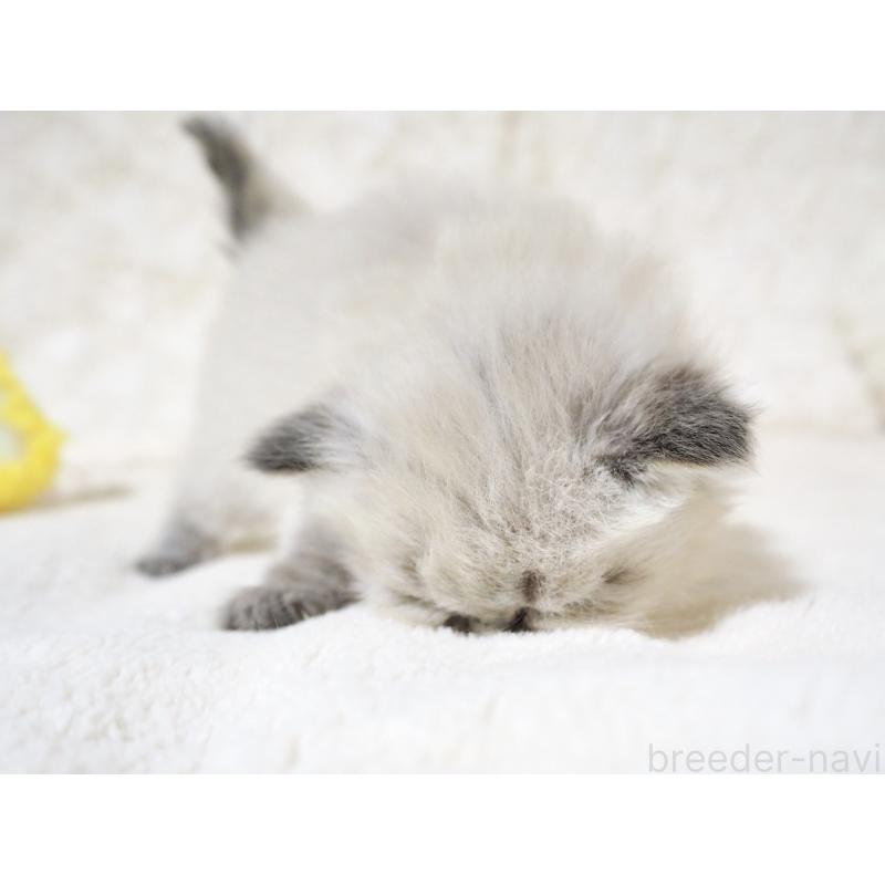 販売中の大阪府のサイベリアン-134637の6枚目