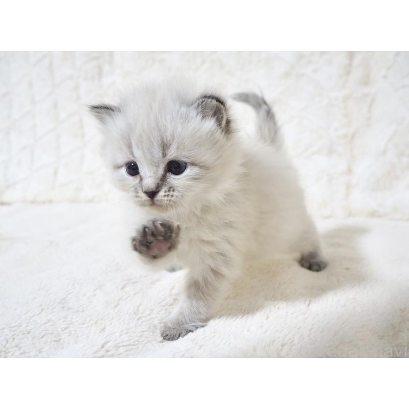 販売中の大阪府のサイベリアン-134637の5枚目