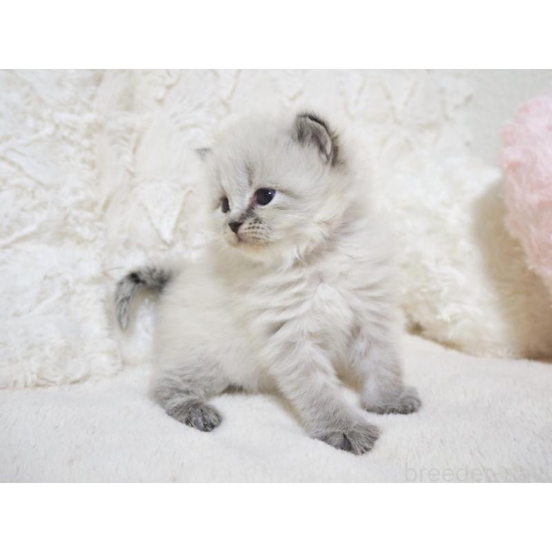 販売中の大阪府のサイベリアン-134637の4枚目