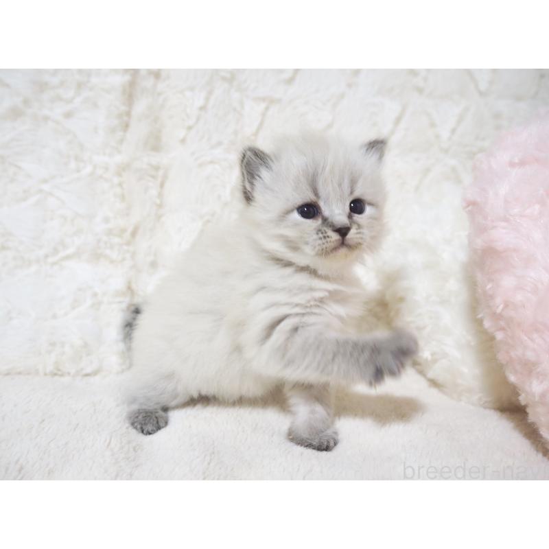 販売中の大阪府のサイベリアン-134637の2枚目