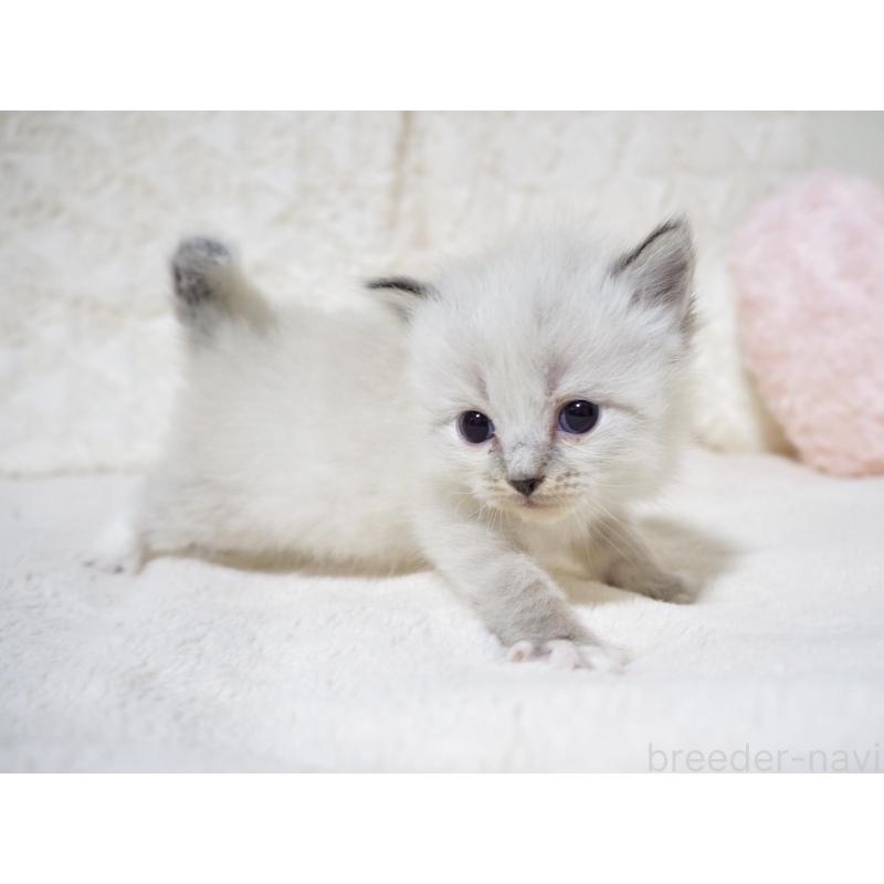 販売中の大阪府のサイベリアン-134638の8枚目