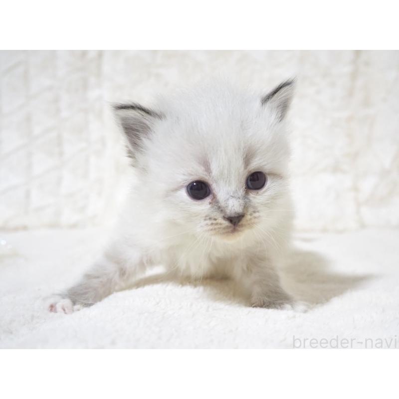 販売中の大阪府のサイベリアン-134638の7枚目