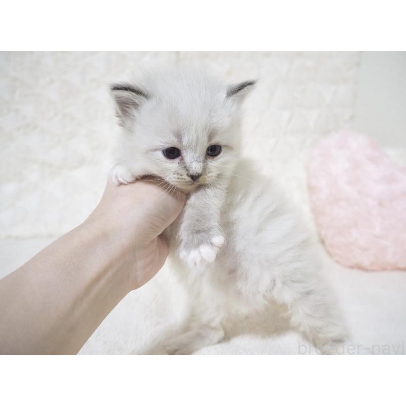 販売中の大阪府のサイベリアン-134638の6枚目