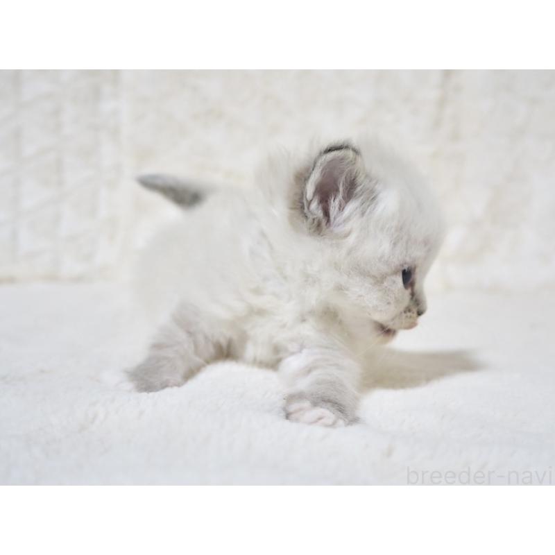 販売中の大阪府のサイベリアン-134638の5枚目