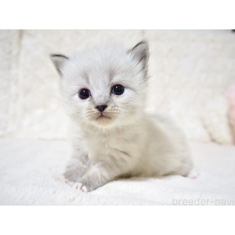 販売中の大阪府のサイベリアン-134638の4枚目