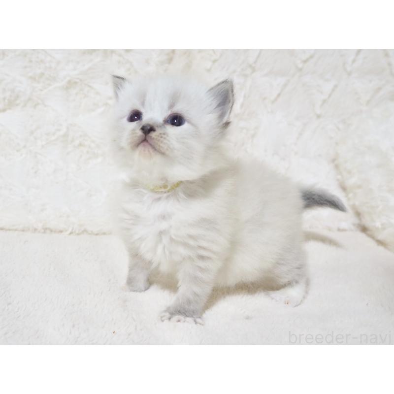 販売中の大阪府のサイベリアン-134638の3枚目