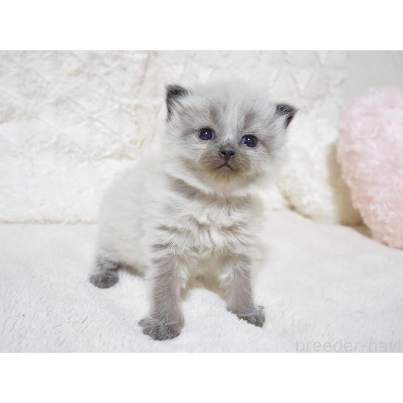 販売中の大阪府のサイベリアン-134639の8枚目