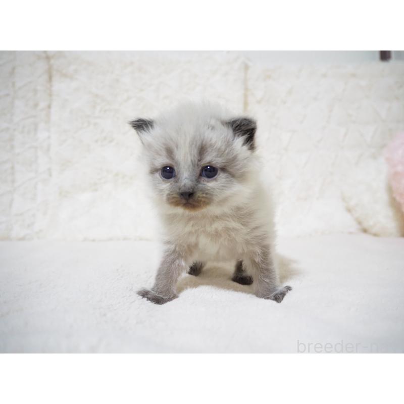 販売中の大阪府のサイベリアン-134639の7枚目