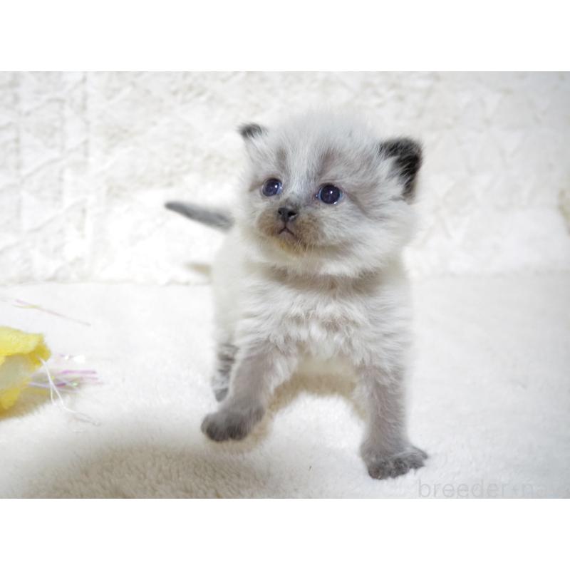 販売中の大阪府のサイベリアン-134639の6枚目