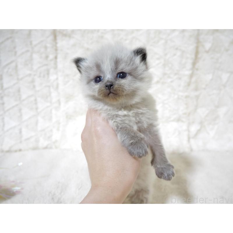 販売中の大阪府のサイベリアン-134639の5枚目