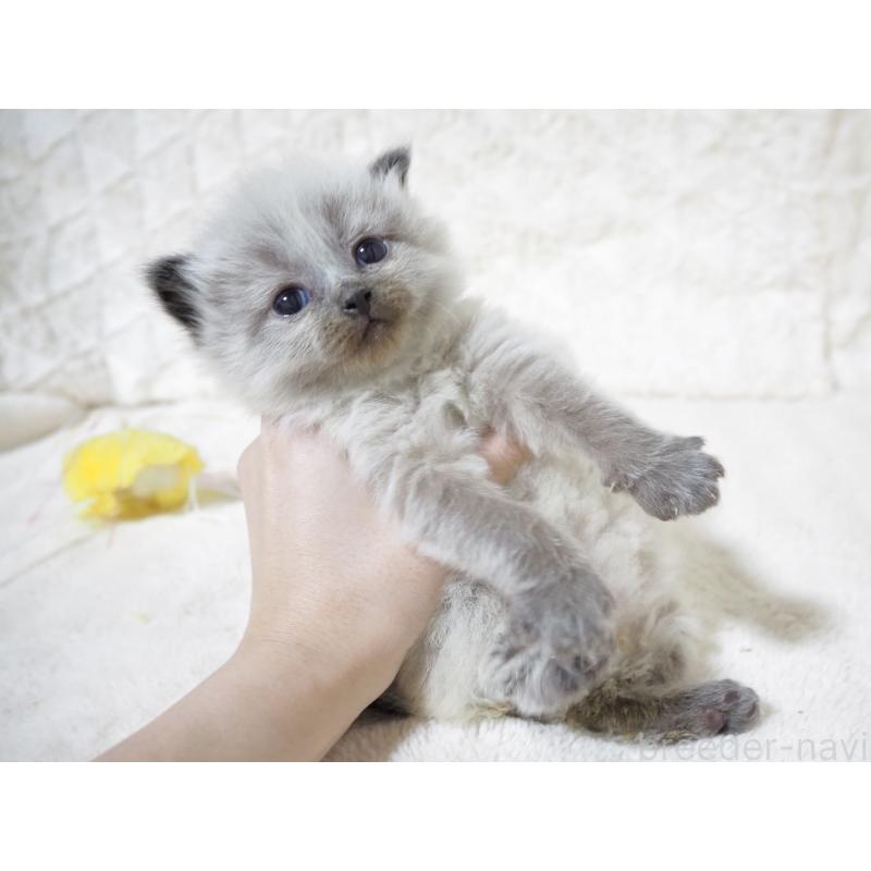 販売中の大阪府のサイベリアン-134639の4枚目