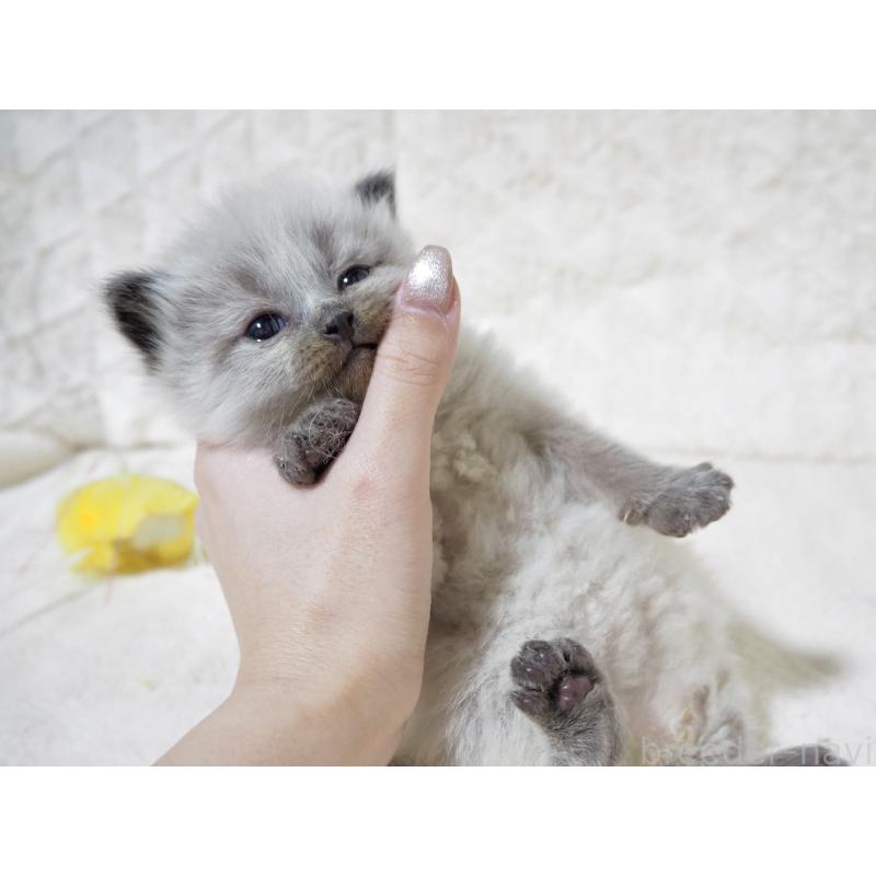 販売中の大阪府のサイベリアン-134639の3枚目