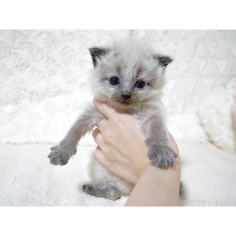 販売中の大阪府のサイベリアン-134639の2枚目