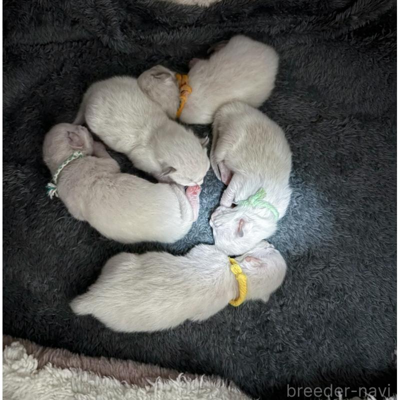 販売中の神奈川県のラグドール-134640の2枚目