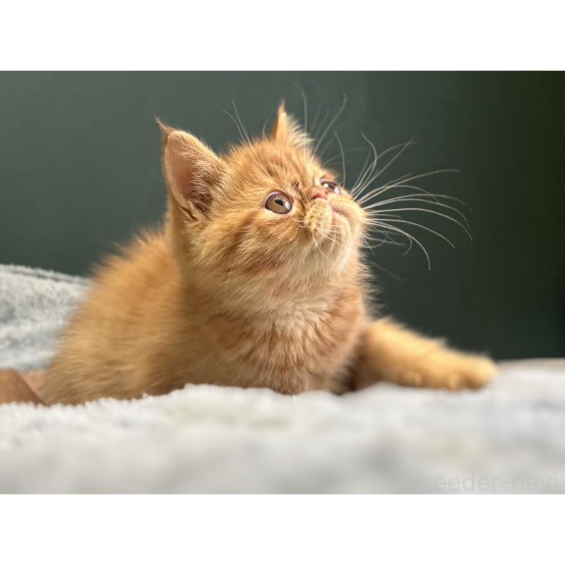 販売中の北海道のエキゾチックショートヘア-132894の6枚目