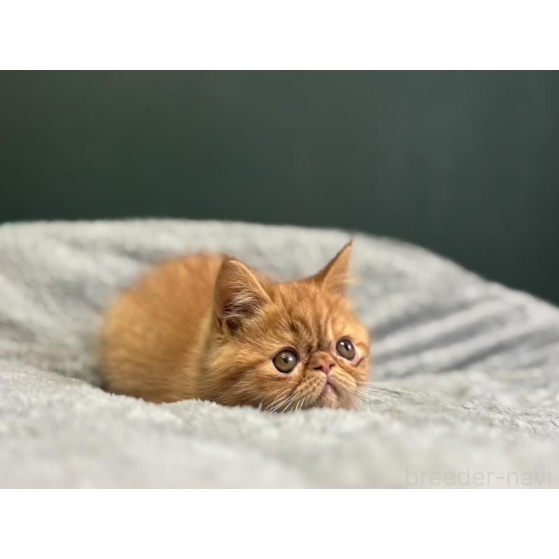 販売中の北海道のエキゾチックショートヘア-132894の5枚目