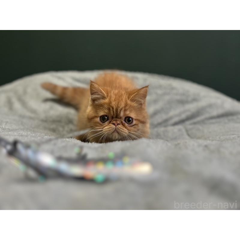 販売中の北海道のエキゾチックショートヘア-132894の4枚目