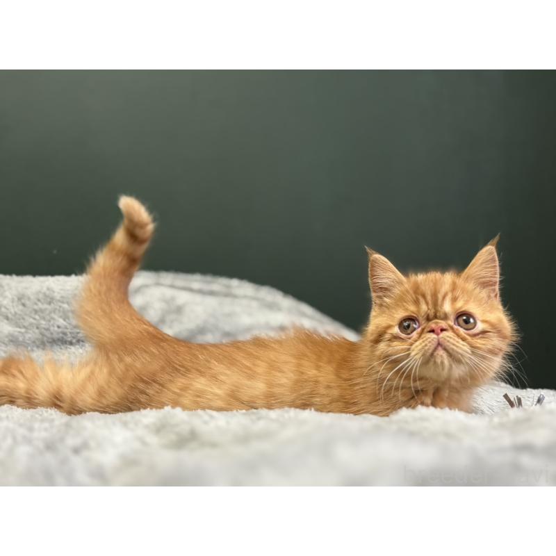 販売中の北海道のエキゾチックショートヘア-132894の3枚目