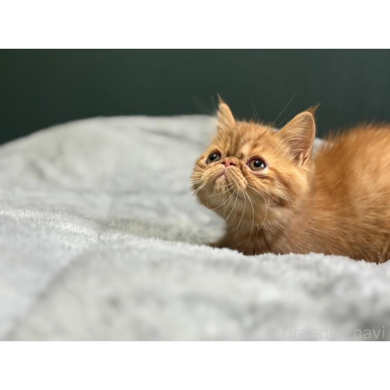 販売中の北海道のエキゾチックショートヘア-132894の2枚目