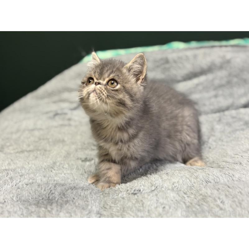 販売中の北海道のエキゾチックショートヘア-132893の6枚目