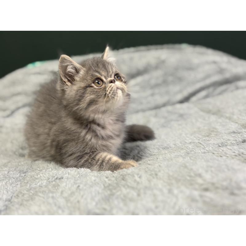 販売中の北海道のエキゾチックショートヘア-132893の5枚目