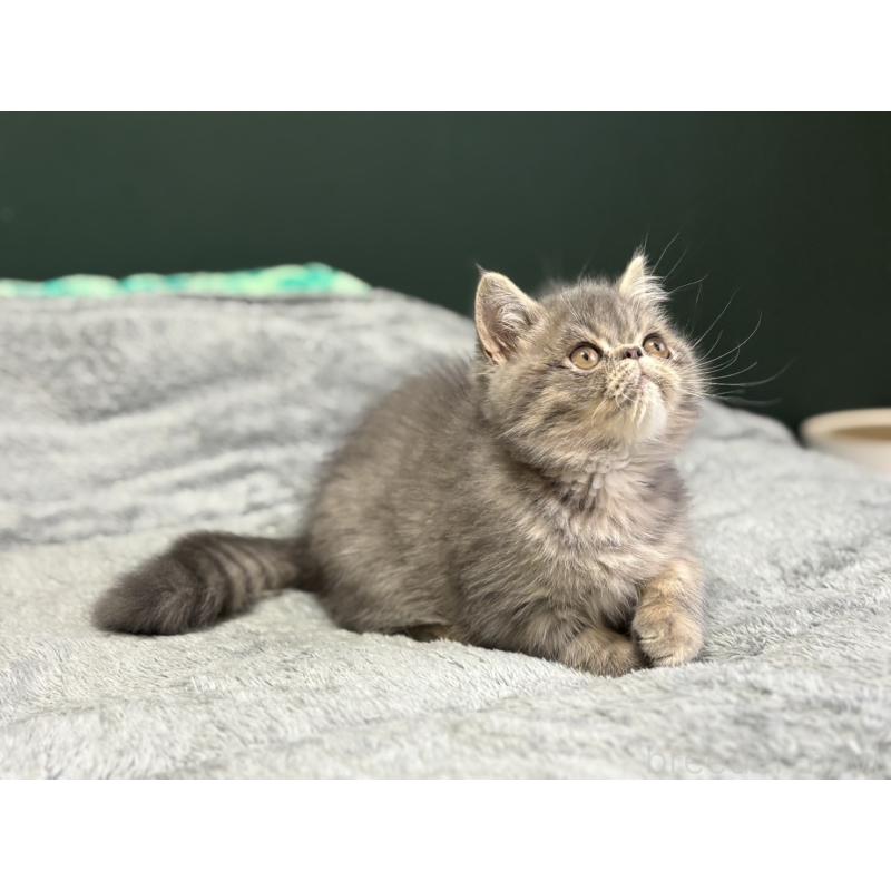 販売中の北海道のエキゾチックショートヘア-132893の4枚目