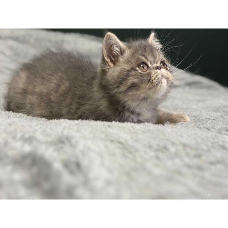 販売中の北海道のエキゾチックショートヘア-132893の3枚目