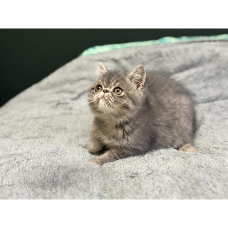 販売中の北海道のエキゾチックショートヘア-132893の2枚目