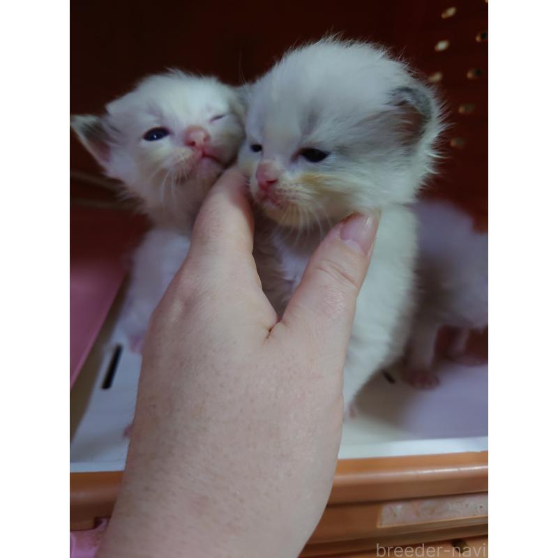 販売中の兵庫県のラグドール-134555の4枚目