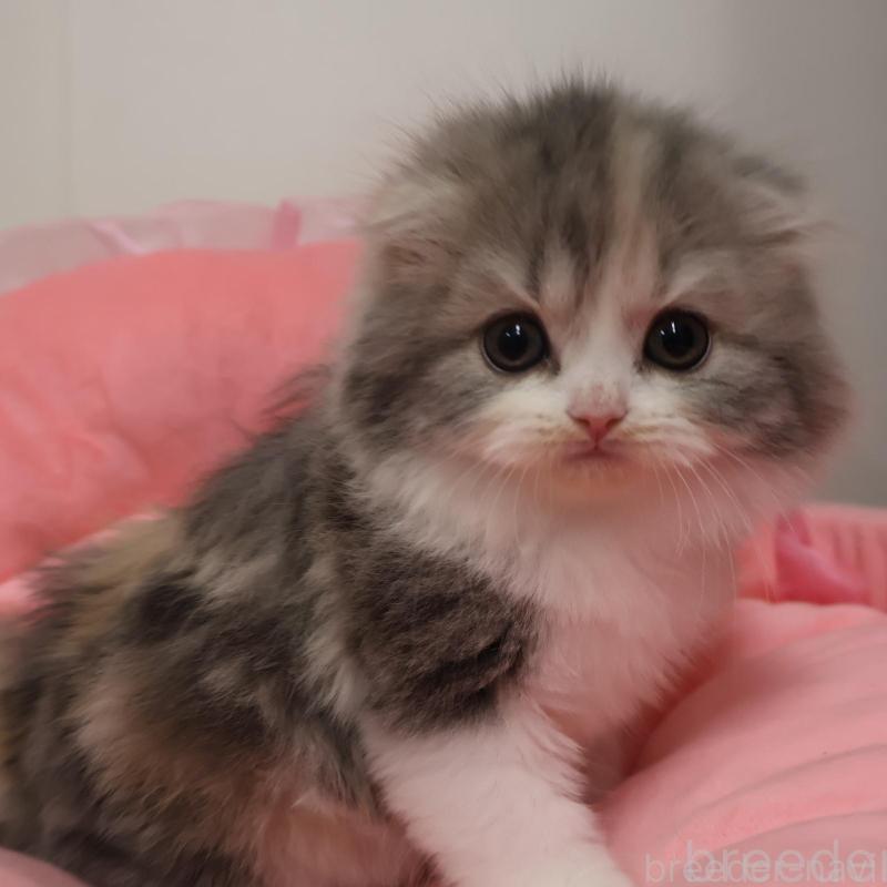 販売中の東京都のスコティッシュフォールド(折れ耳)-134556