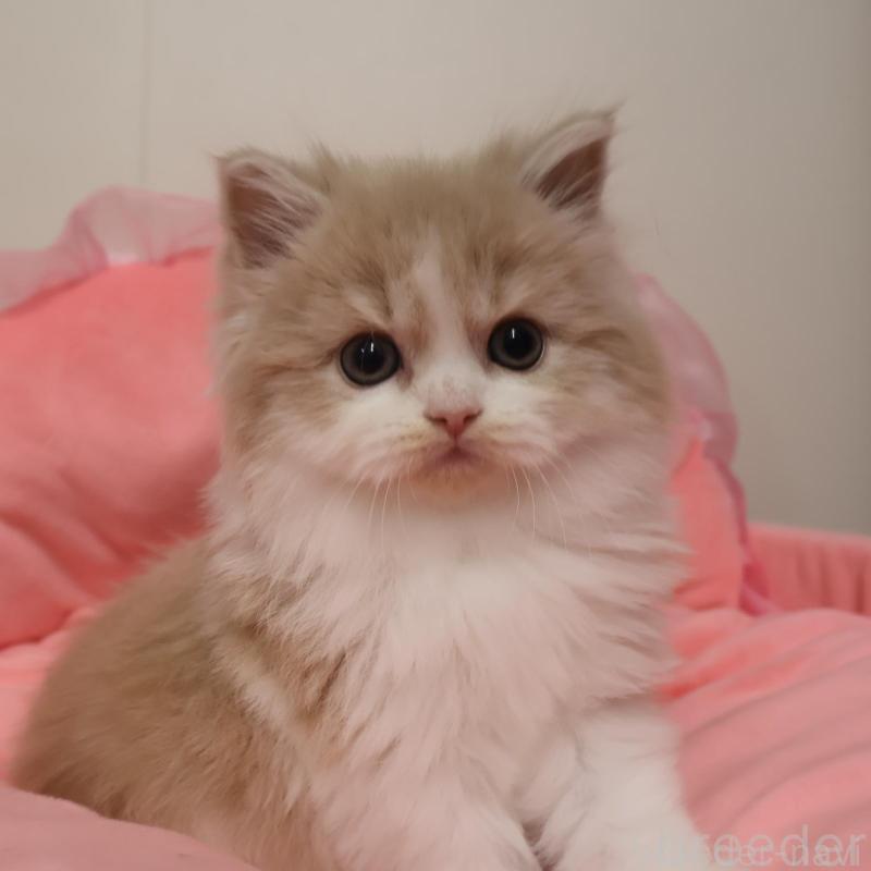 販売中の東京都のスコティッシュフォールド-134557