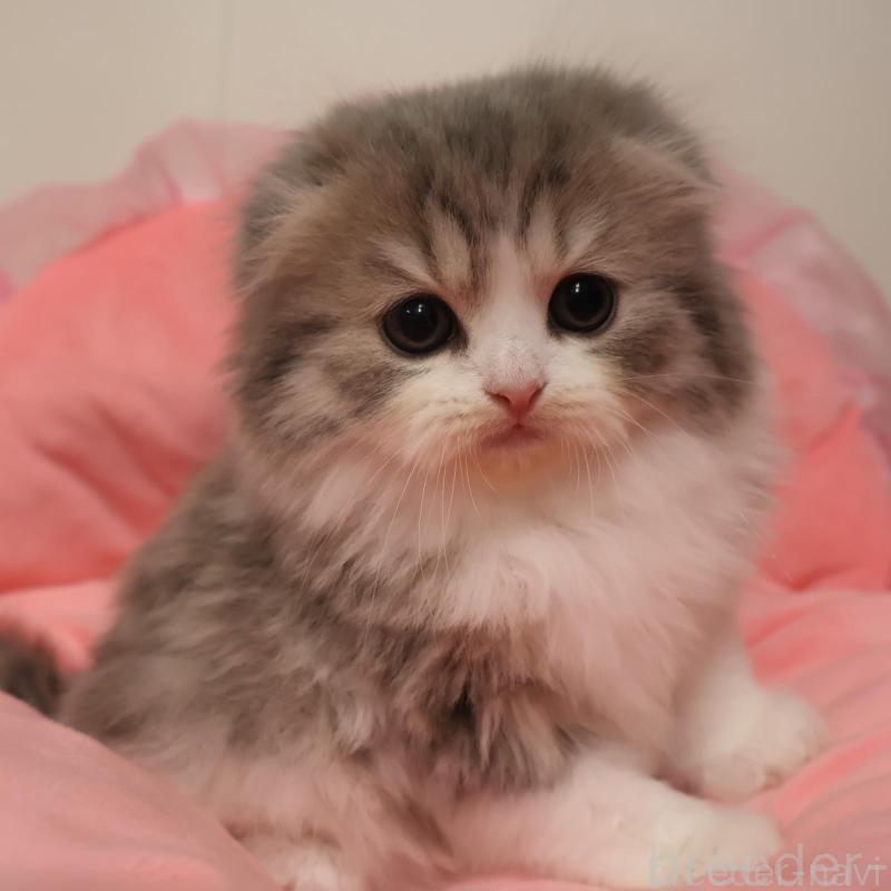 販売中の東京都のスコティッシュフォールド(折れ耳)-134558