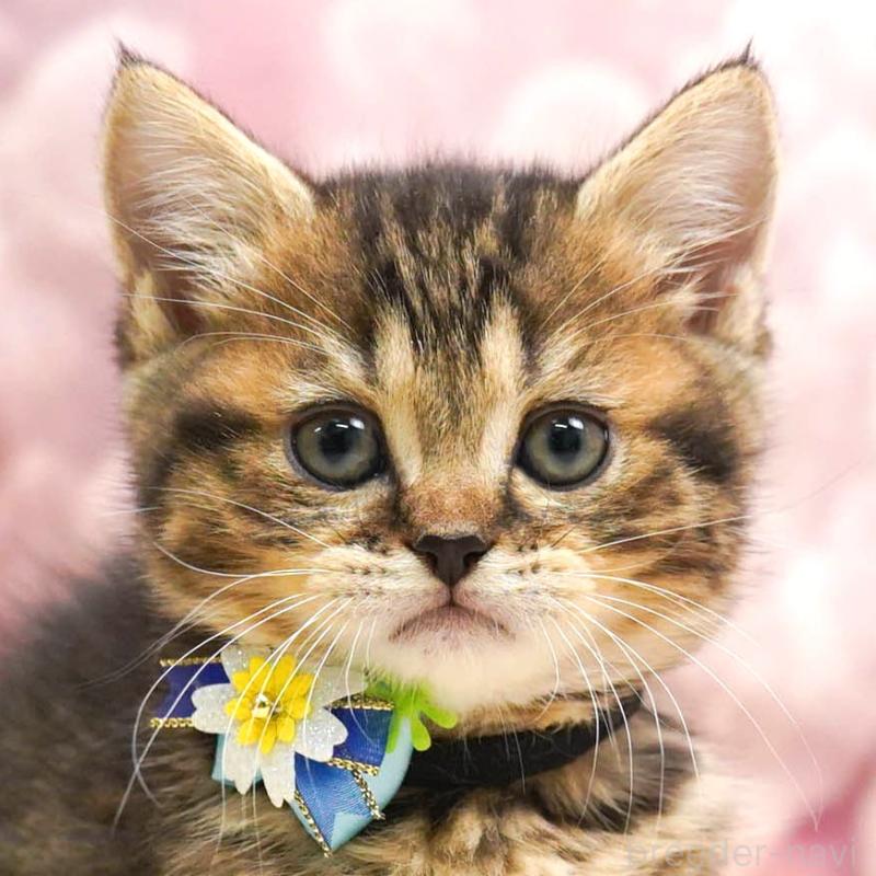 販売中の埼玉県のミヌエット-135720の1枚目