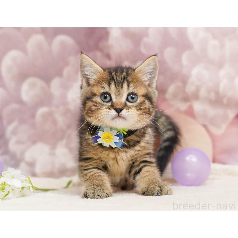 販売中の埼玉県のミヌエット-135720の11枚目