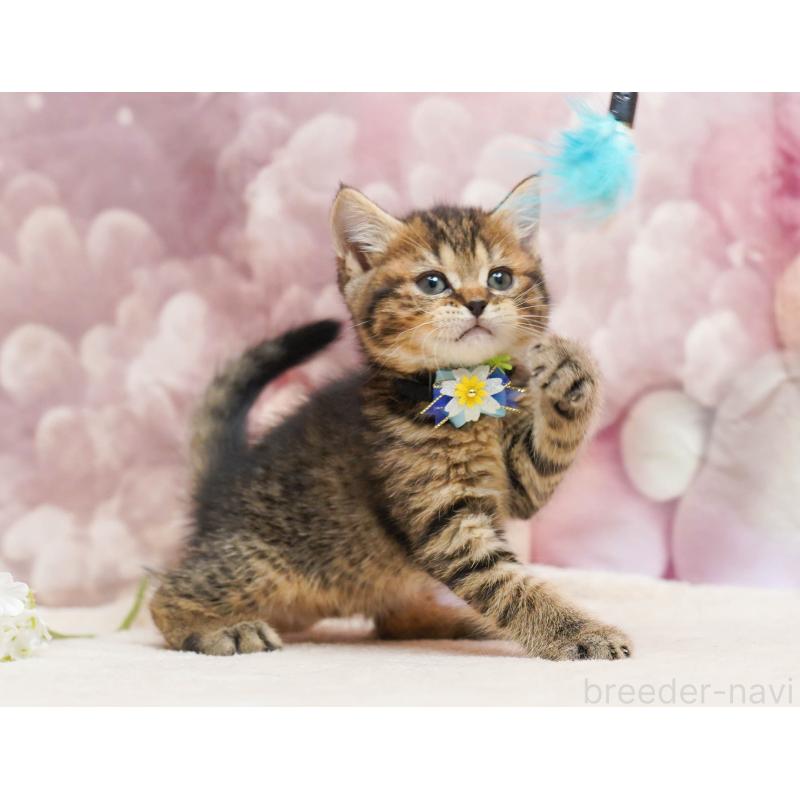 販売中の埼玉県のミヌエット-135720の10枚目