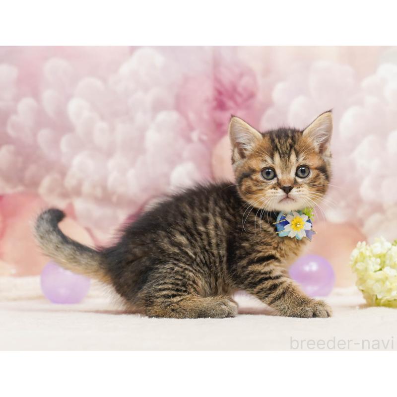 販売中の埼玉県のミヌエット-135720の9枚目