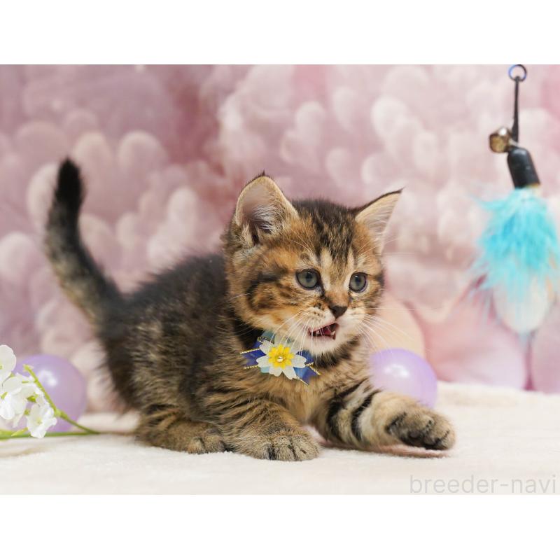 販売中の埼玉県のミヌエット-135720の7枚目